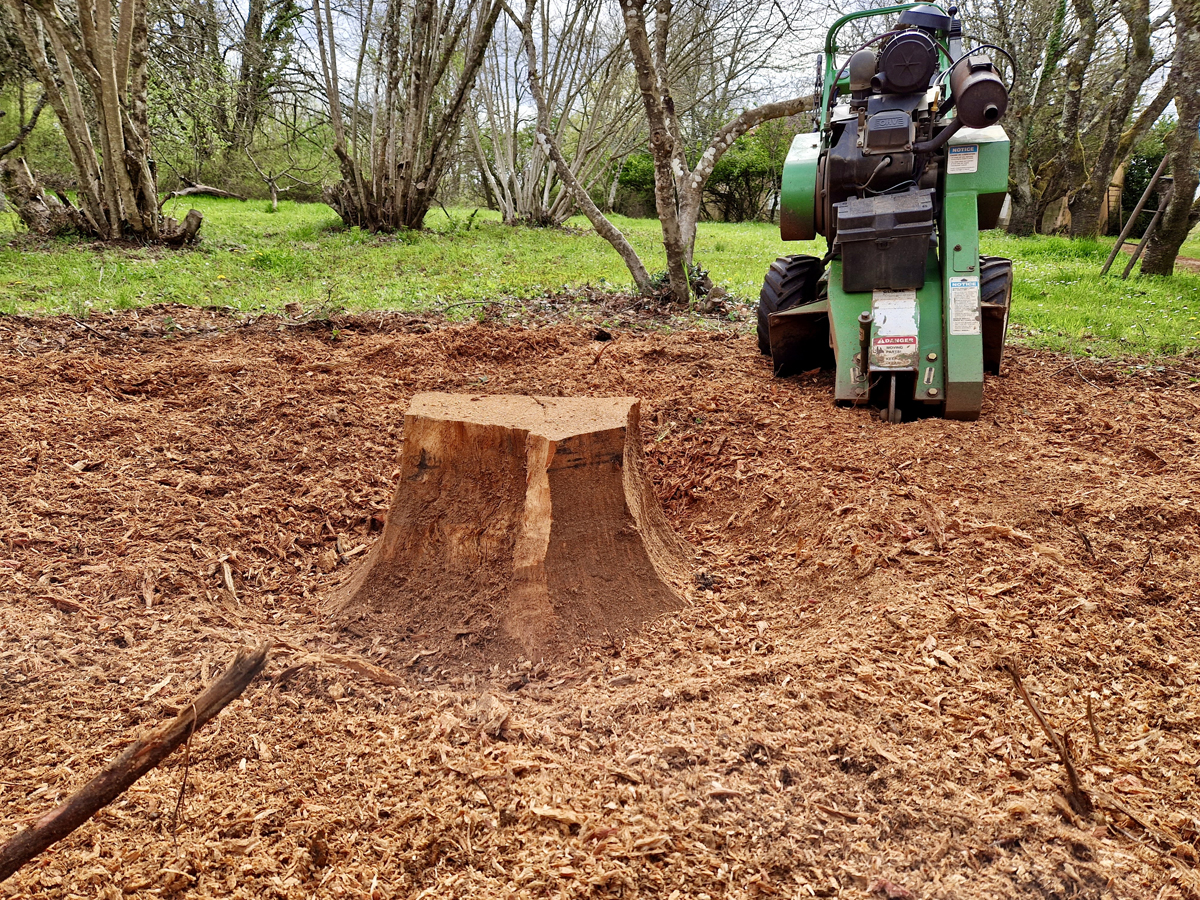 Stump_Grinding1