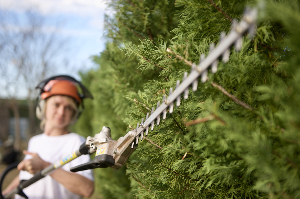 hedge_cutting5