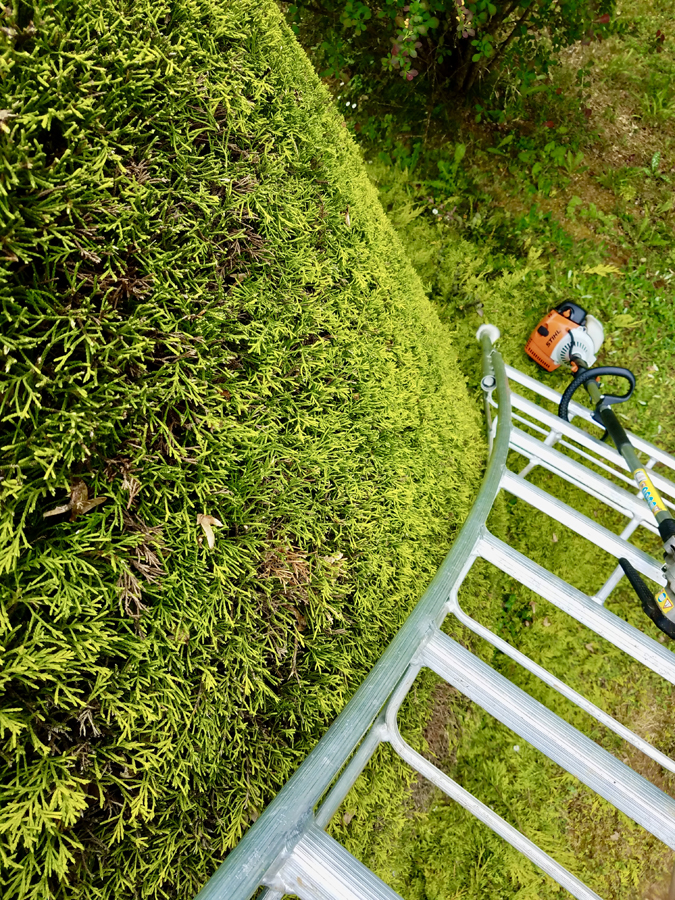 hedge_cutting2