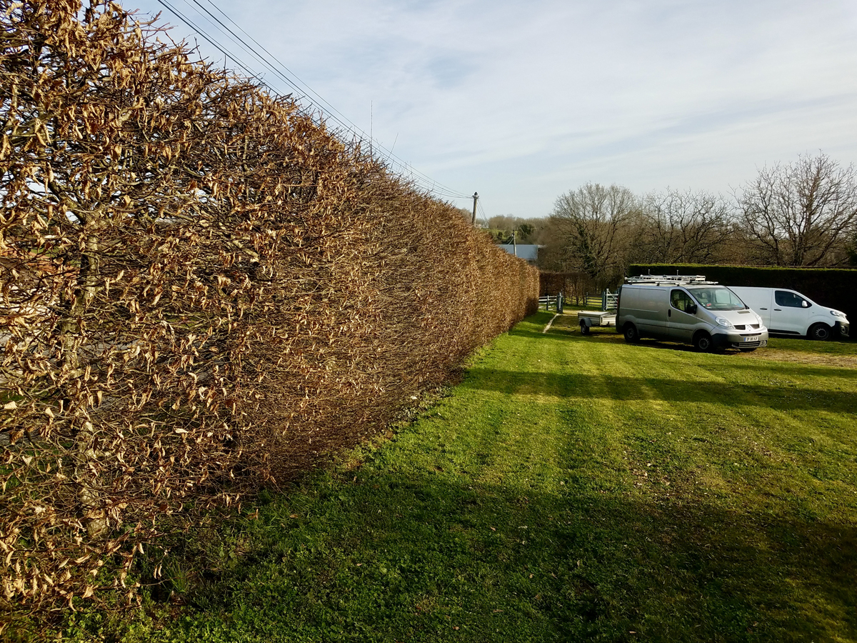 hedge_cutting9