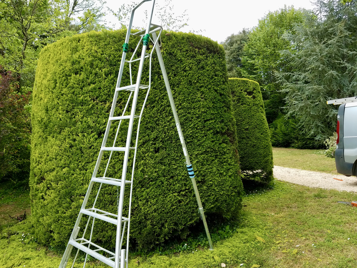 hedge_cutting11